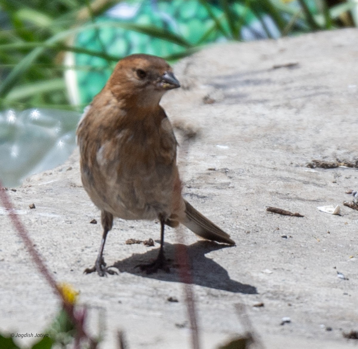 Plain Mountain Finch - ML610283012