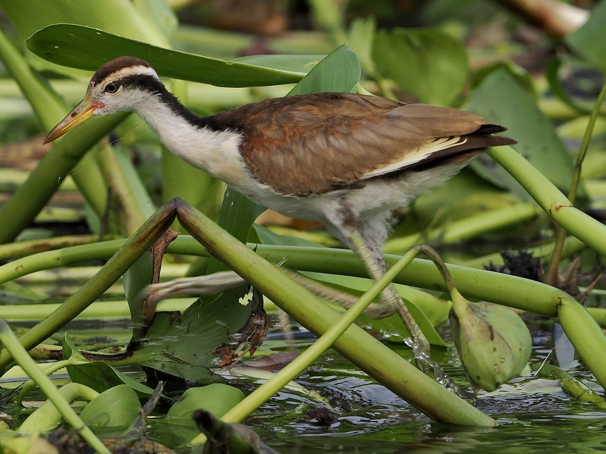 Wattled Jacana (Chestnut-backed) - ML610283060