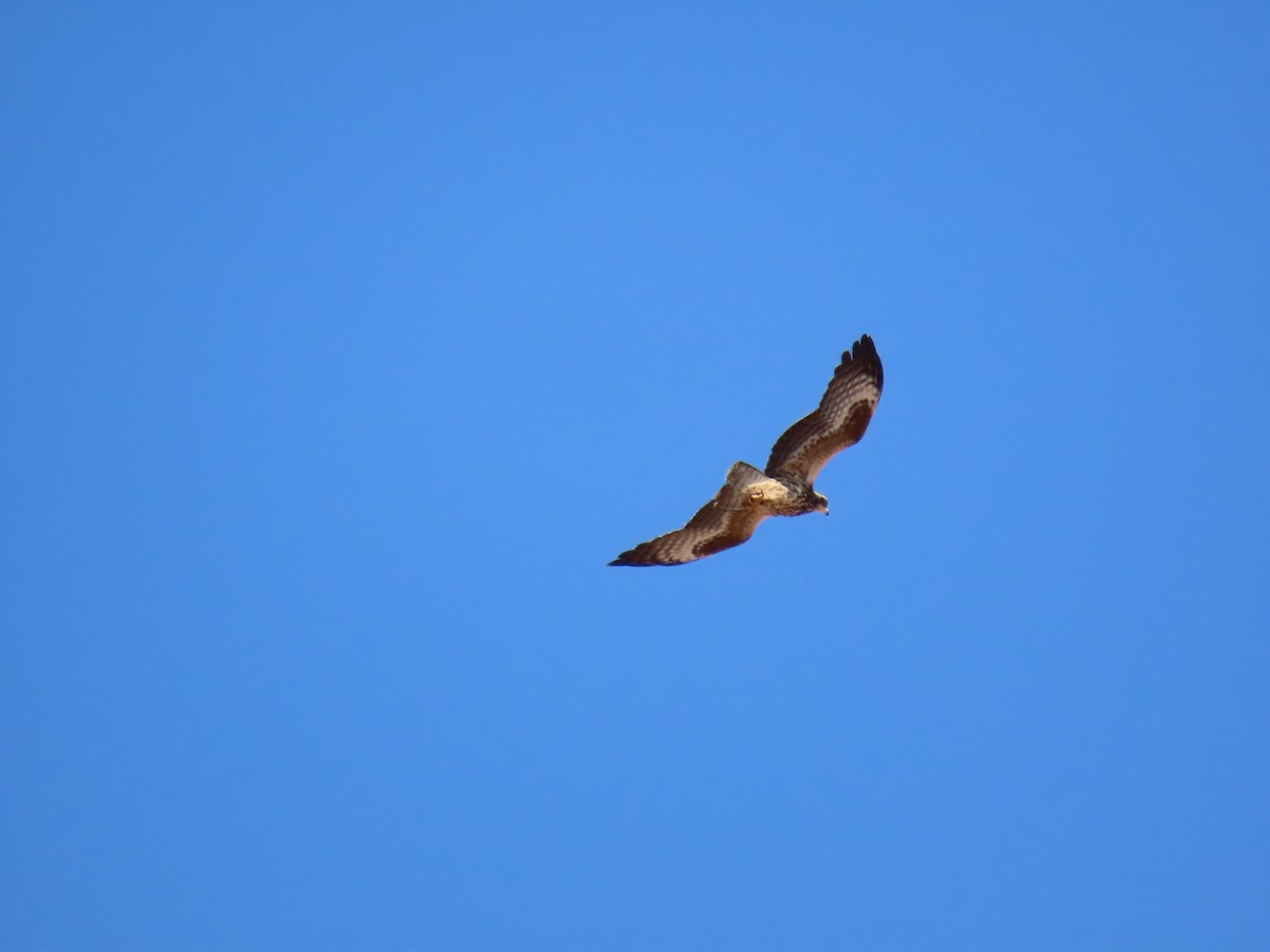 European Honey-buzzard - ML610283061