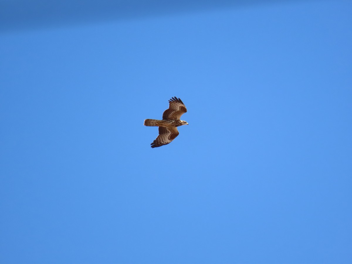 Falco pecchiaiolo - ML610283062