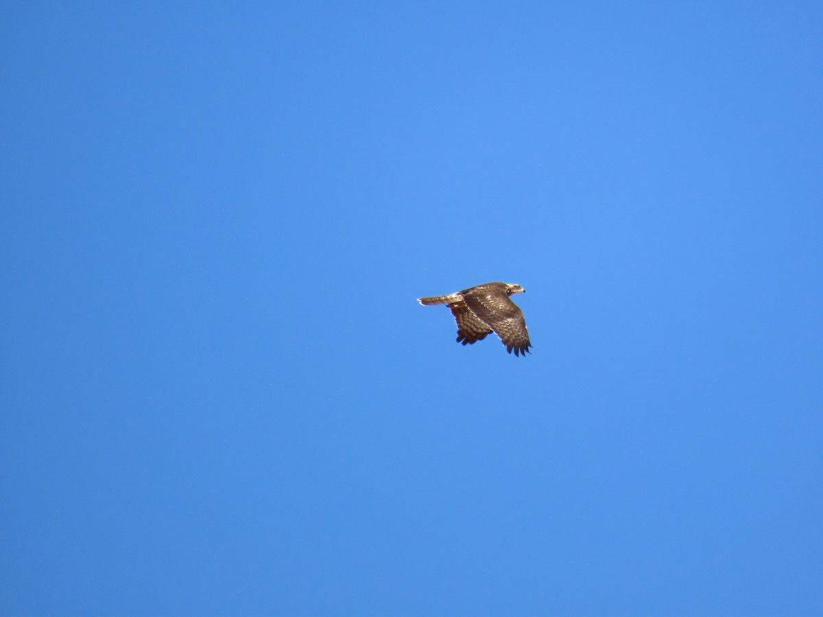 Falco pecchiaiolo - ML610283063