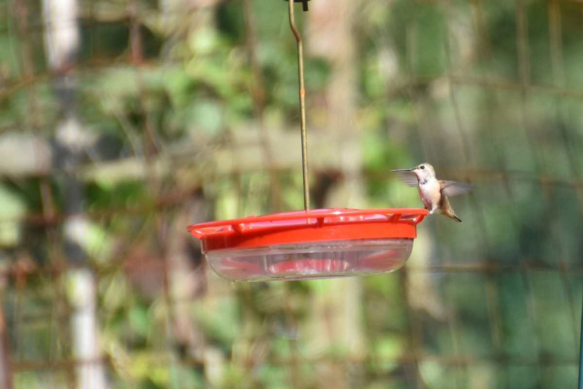 Rufous Hummingbird - Valerie Burdette