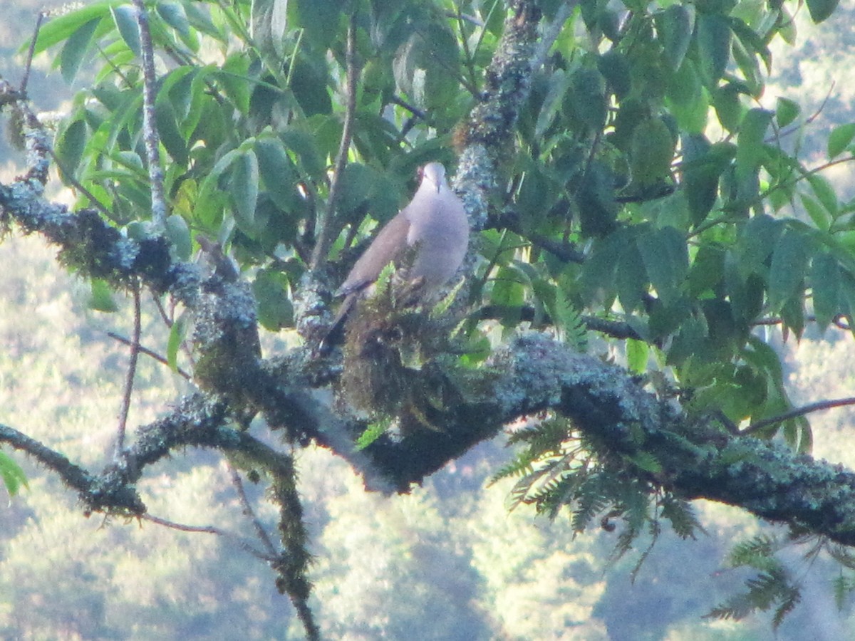Large-tailed Dove - ML610283178