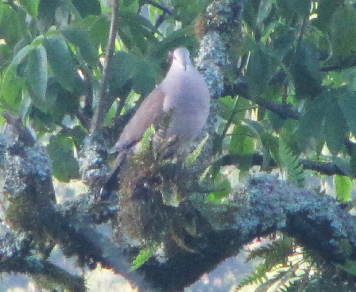 Large-tailed Dove - ML610283188