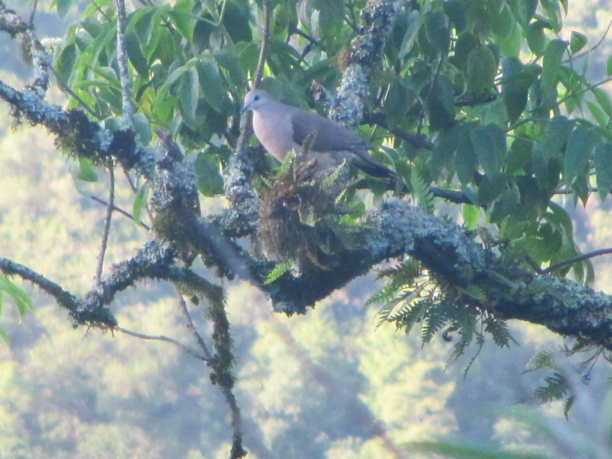 Large-tailed Dove - ML610283195