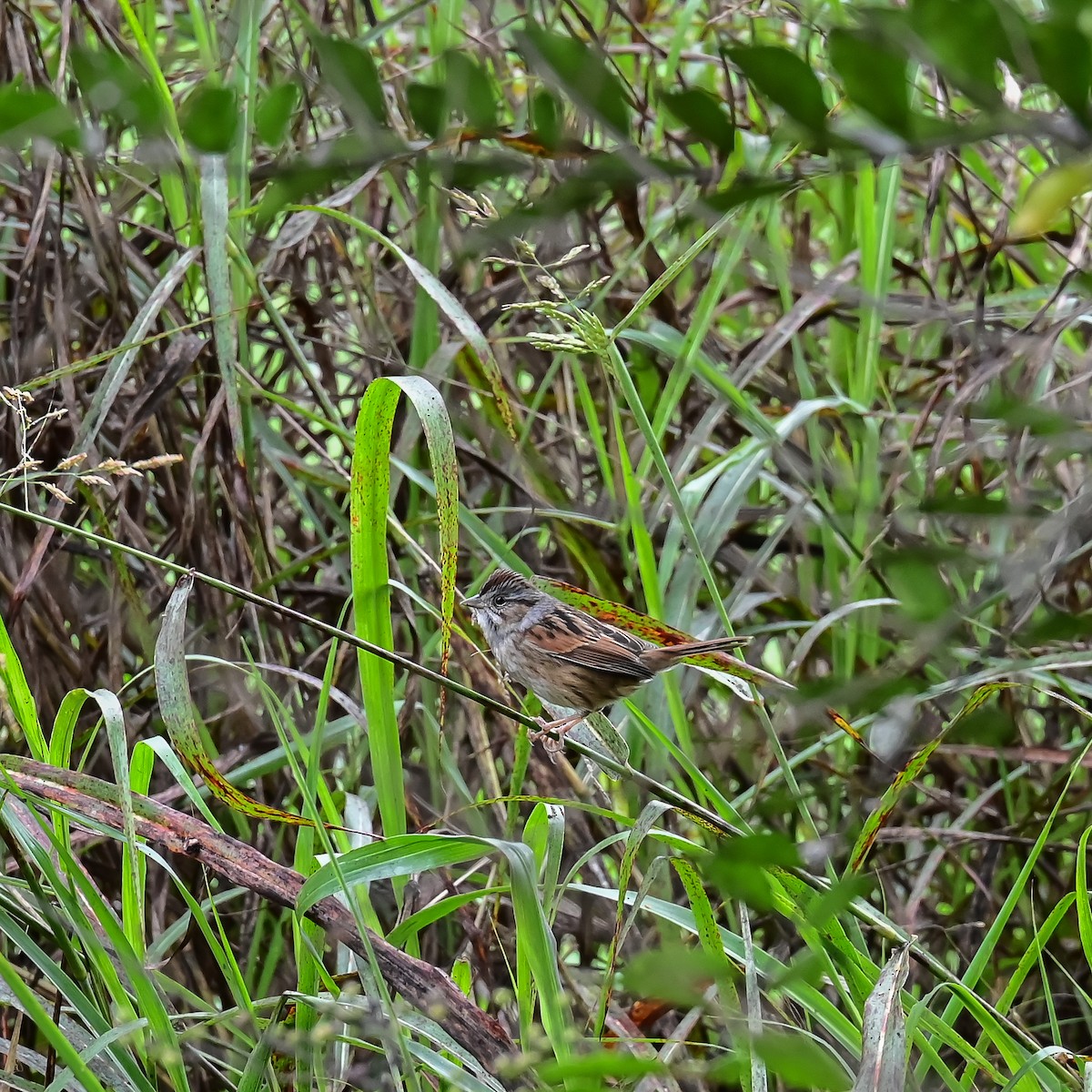 Swamp Sparrow - Gretchen Dunham