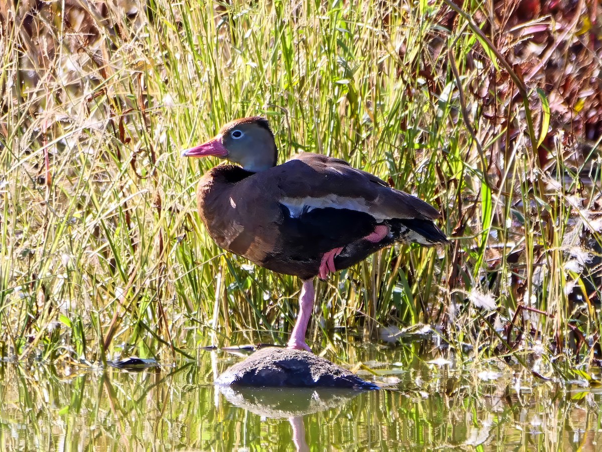 Black-bellied Whistling-Duck - ML610283276