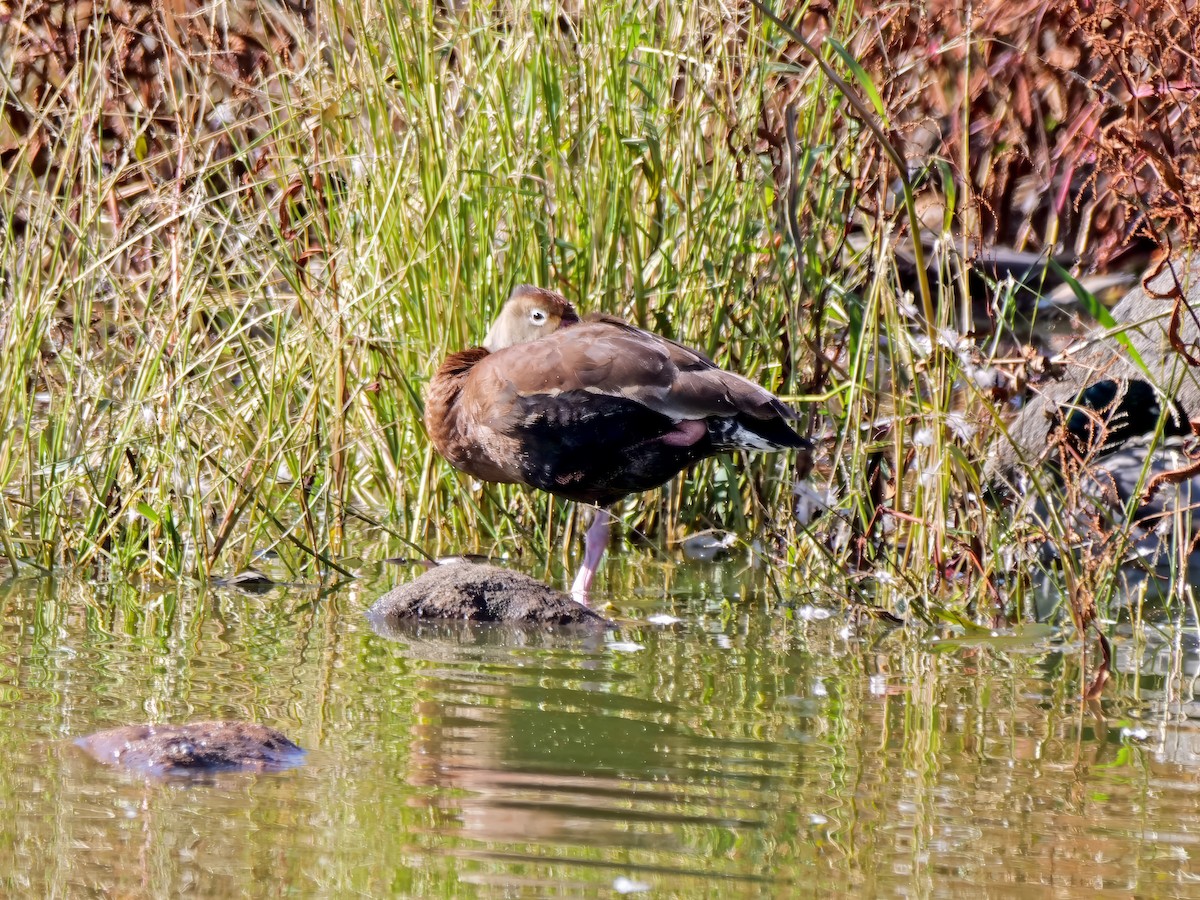 Black-bellied Whistling-Duck - ML610283277