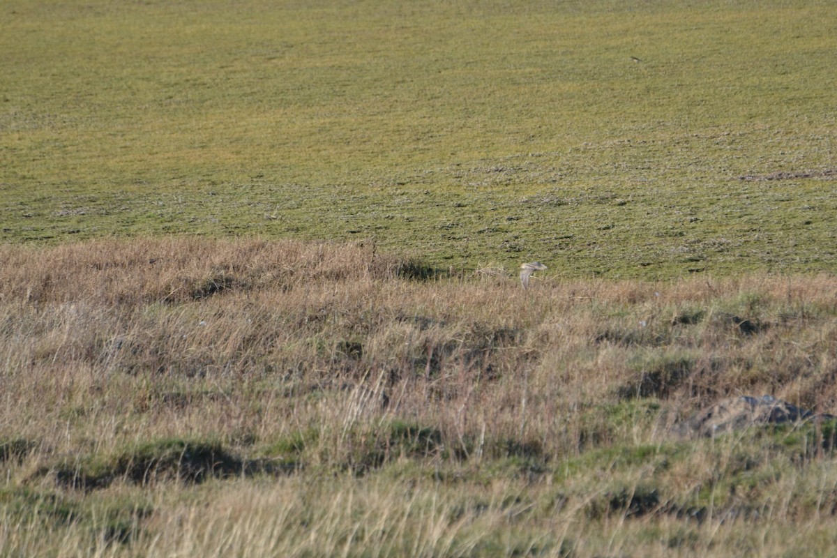 Baird's Sandpiper - ML610283289