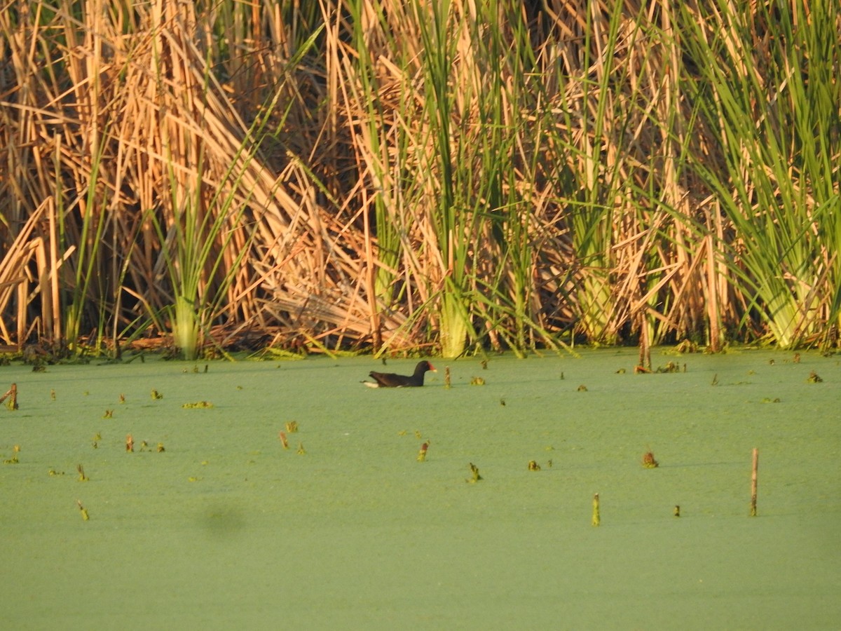 Eurasian Moorhen - Cathy  Mendoza