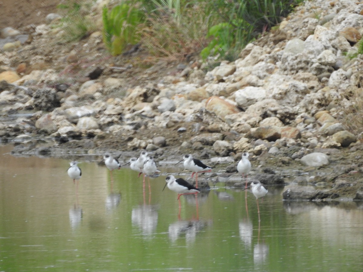 Black-winged Stilt - Cathy  Mendoza