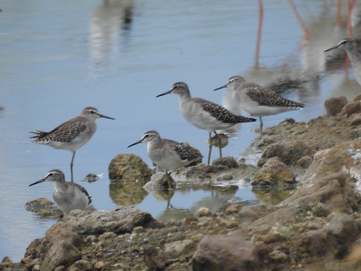 Wood Sandpiper - Cathy  Mendoza