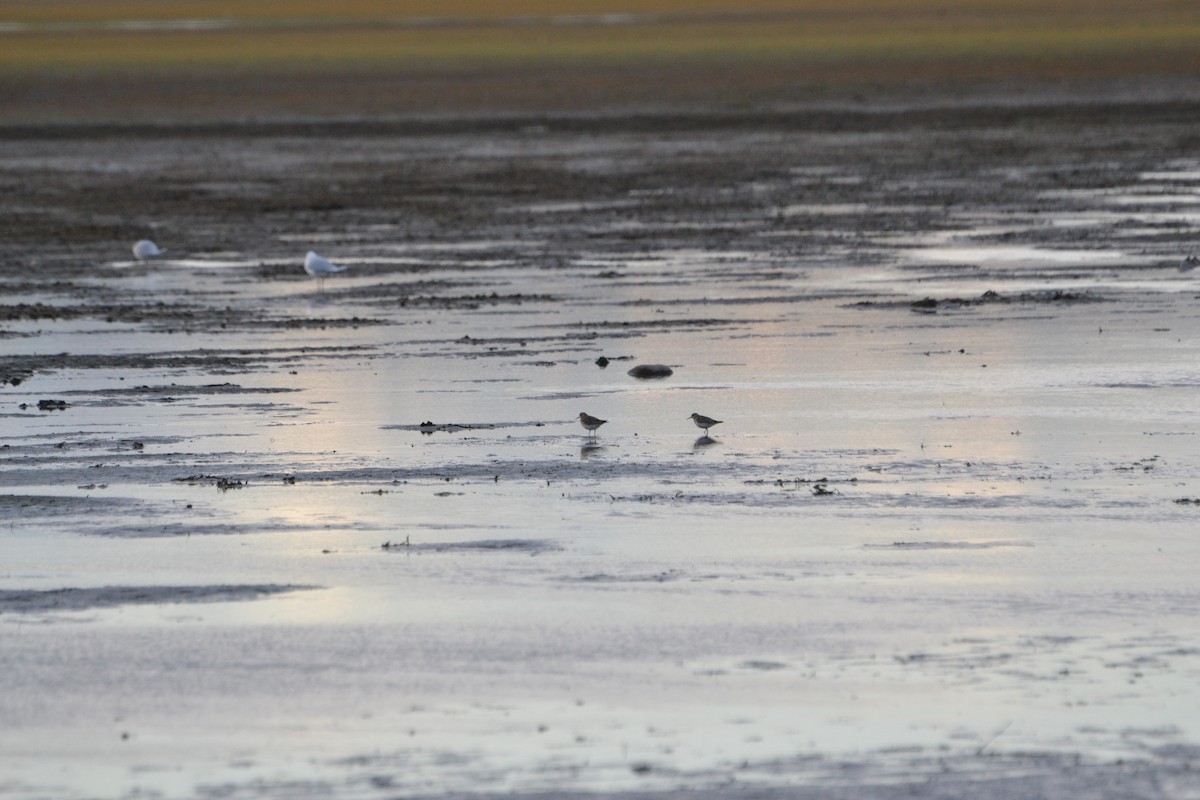 Baird's Sandpiper - ML610283352