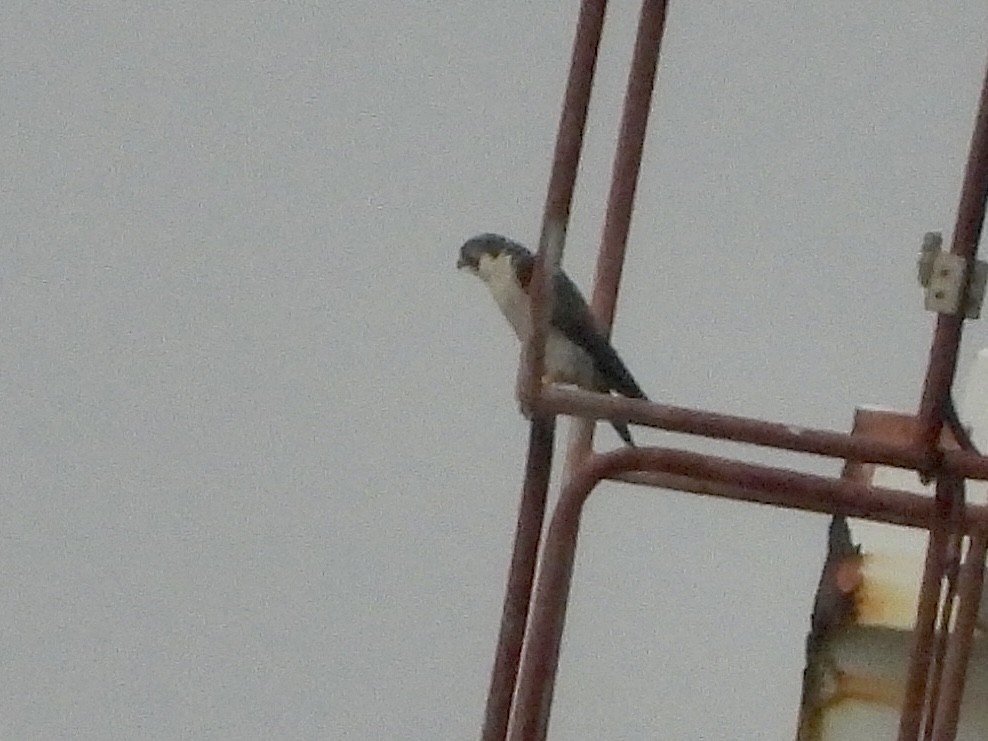 Peregrine Falcon - stephen  carter
