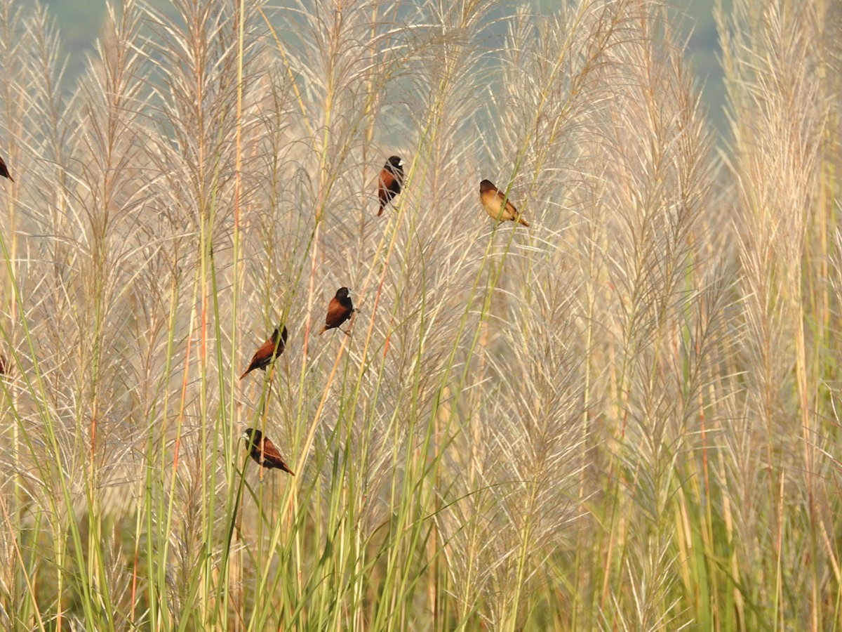 Chestnut Munia - ML610283438