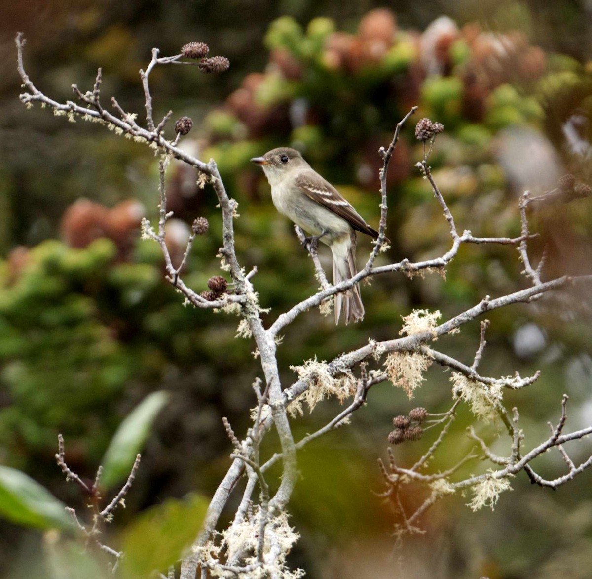 Eastern Wood-Pewee - ML610283450