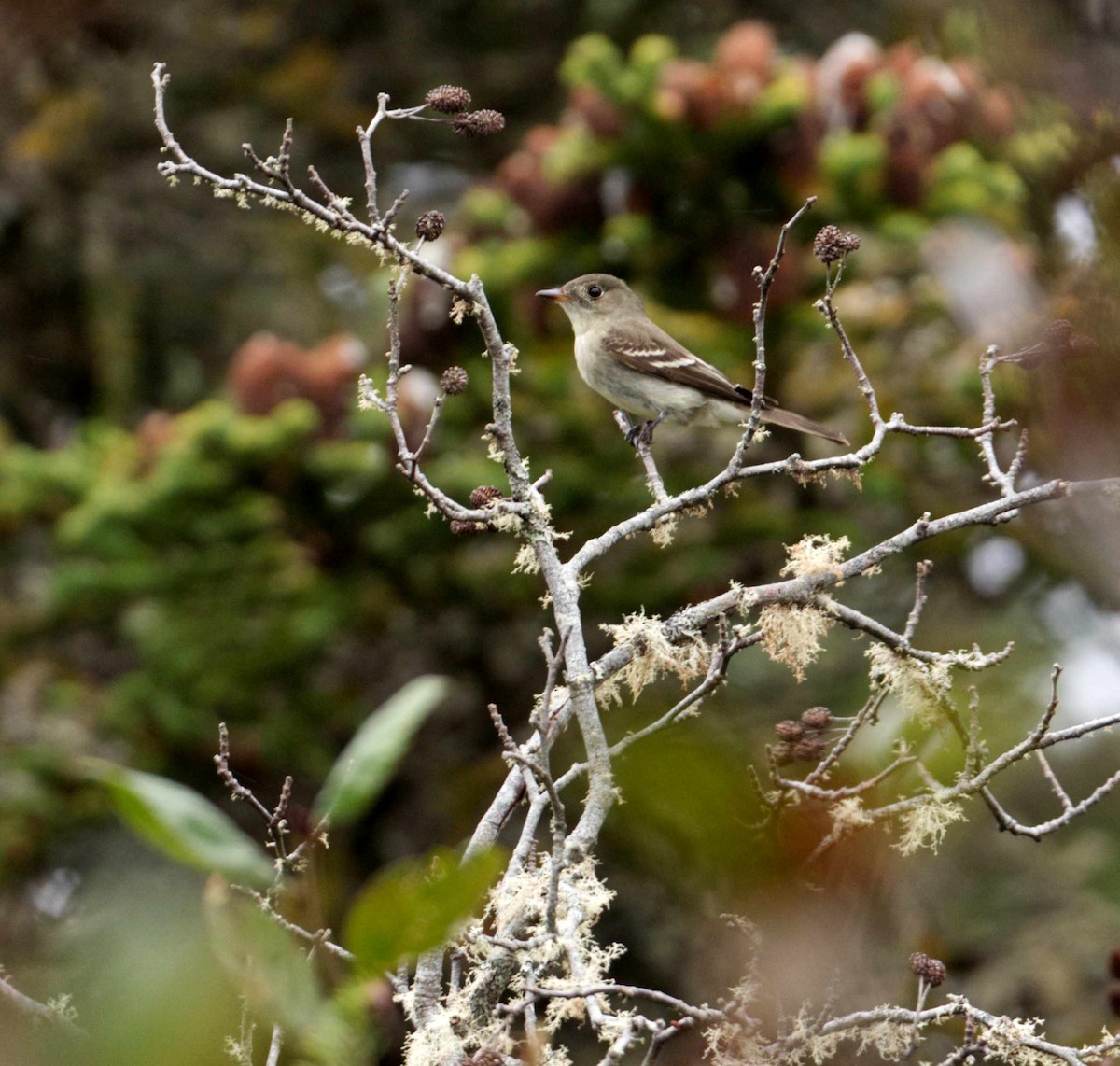 Eastern Wood-Pewee - ML610283451