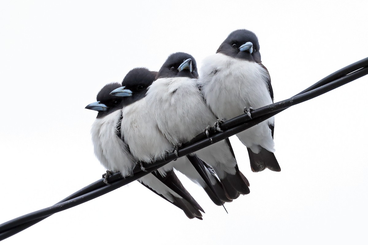 White-breasted Woodswallow - Phillip Edwards