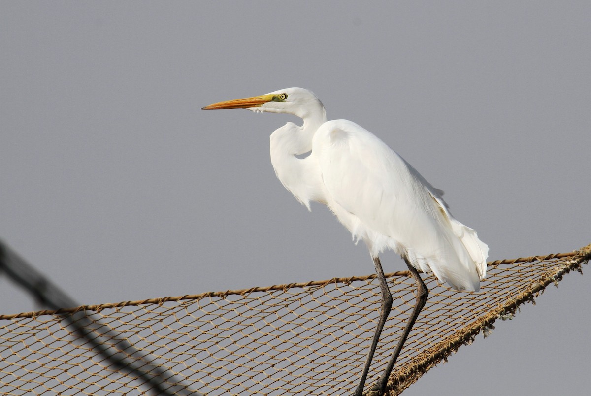 Great Egret - ML610283572