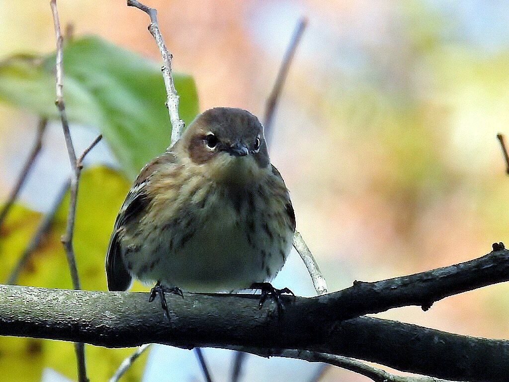 Yellow-rumped Warbler - ML610283621