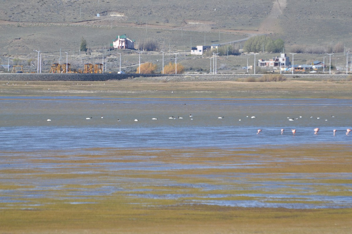 Black-necked Swan - ML610283639