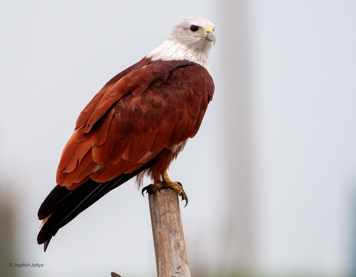 Brahminy Kite - ML610283656