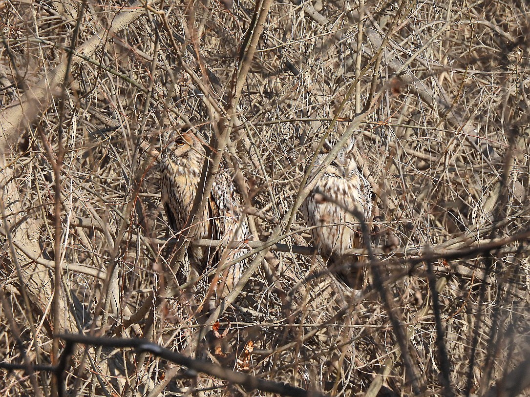 Long-eared Owl - ML610283682