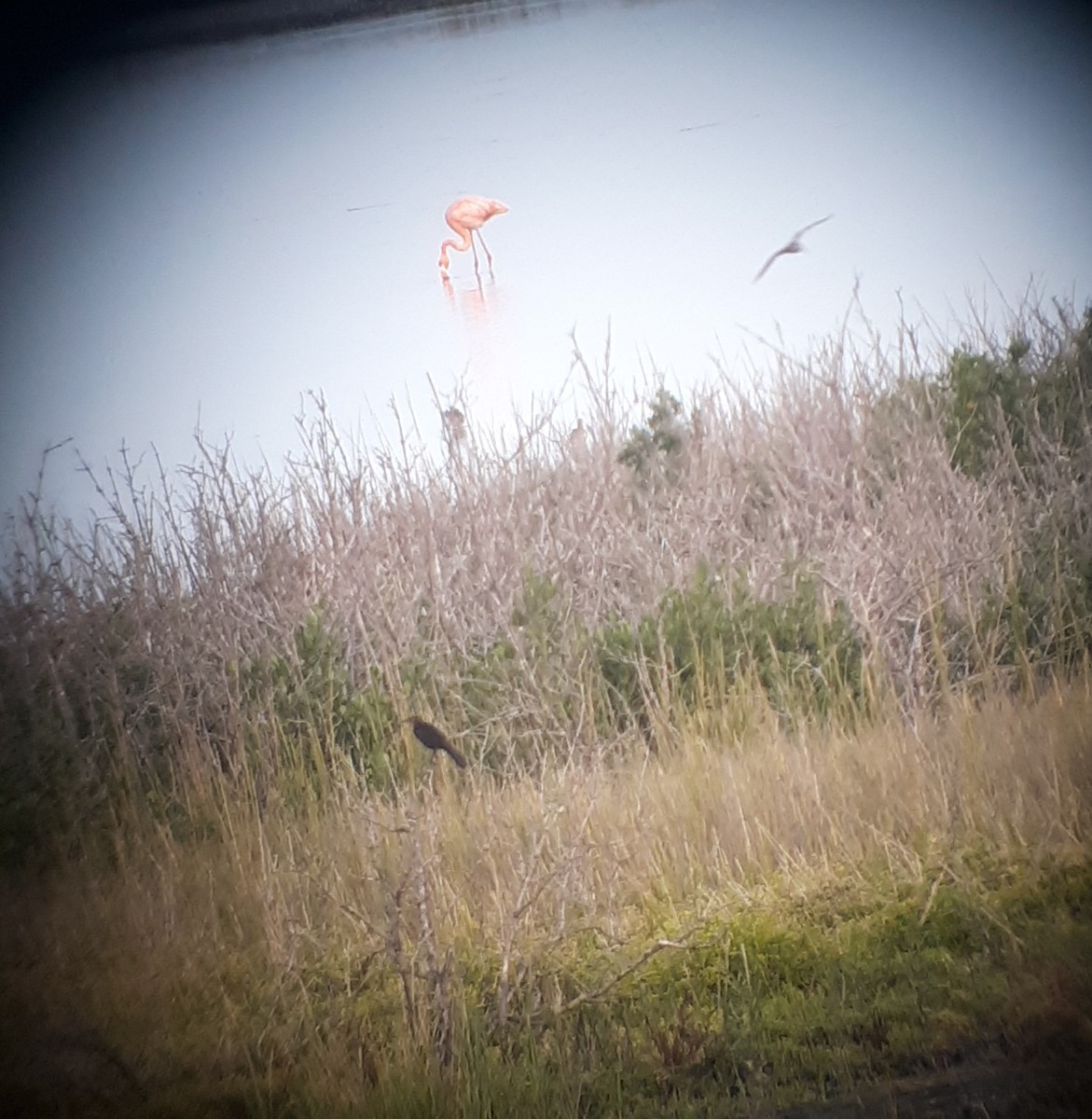 American Flamingo - ML610283733