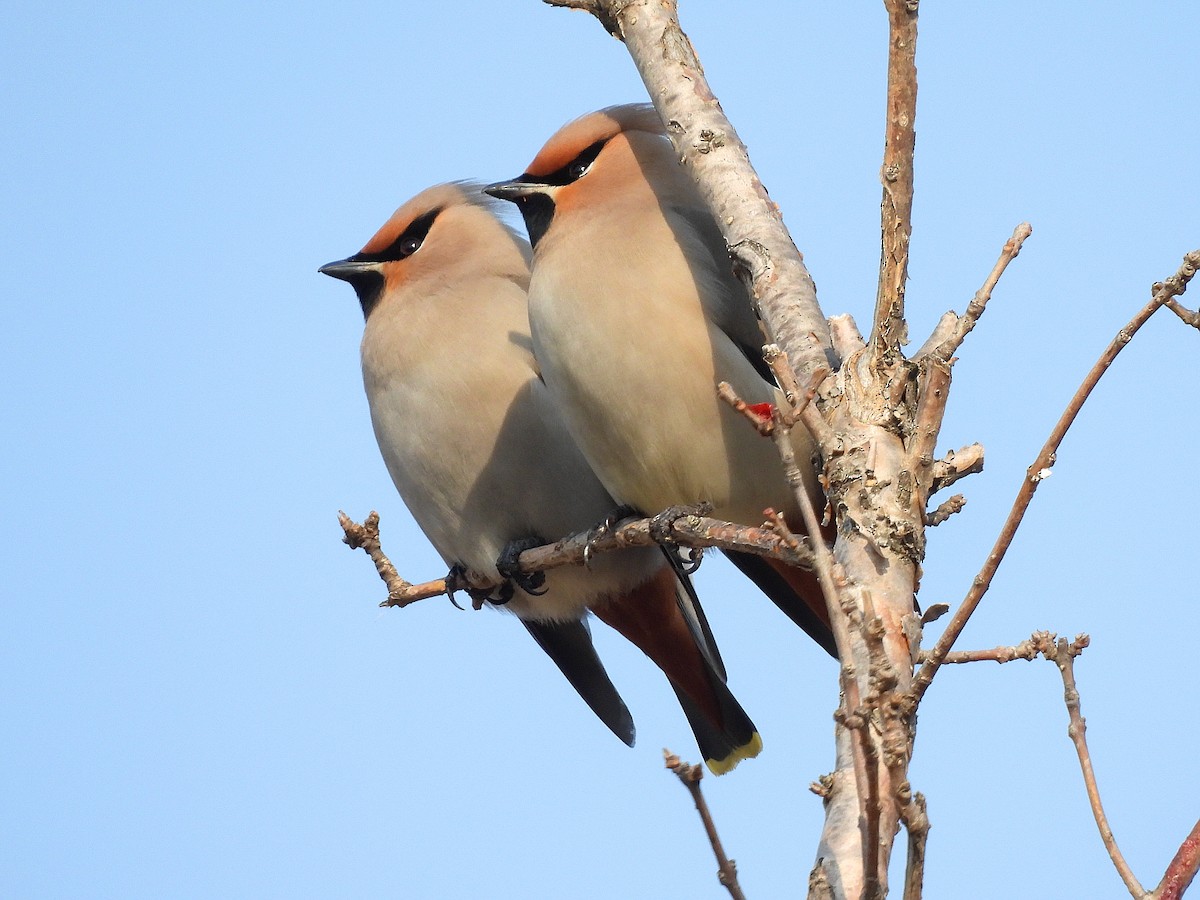 Bohemian Waxwing - ML610283837