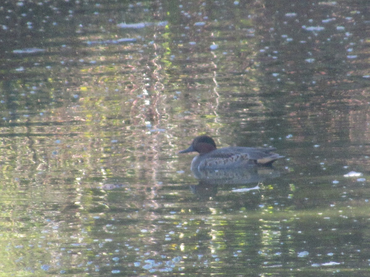 Green-winged Teal - ML610283841