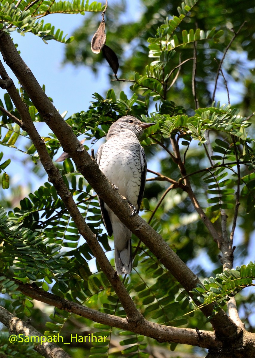 Black-headed Cuckooshrike - ML610283994