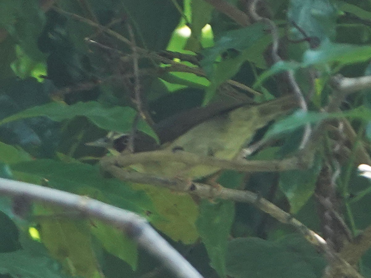 Flores White-eye - Barry Reed