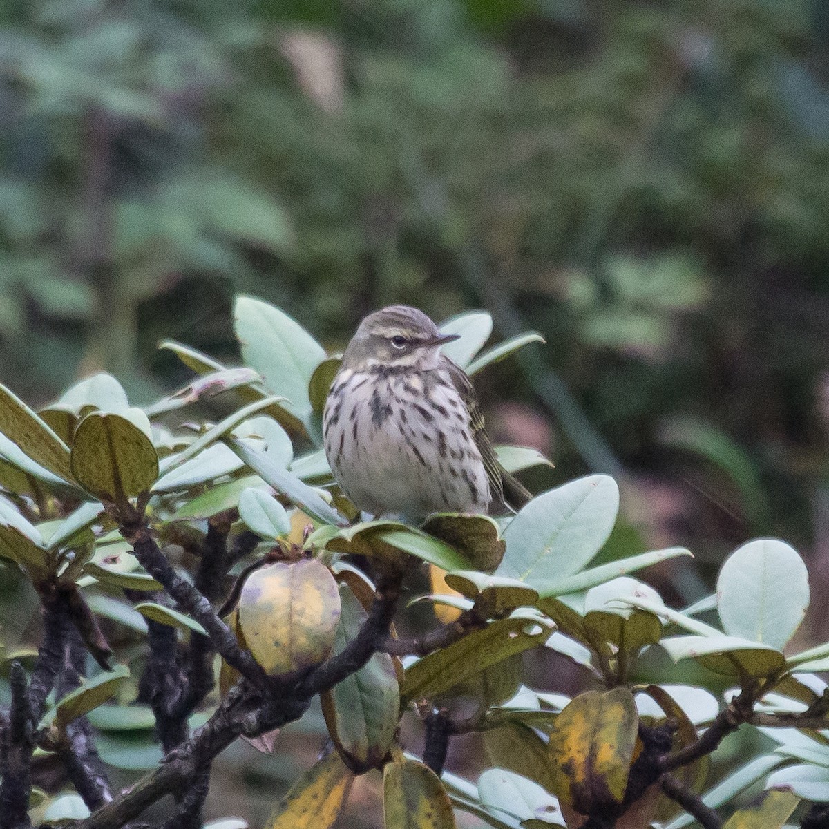 Rosy Pipit - ML610284010