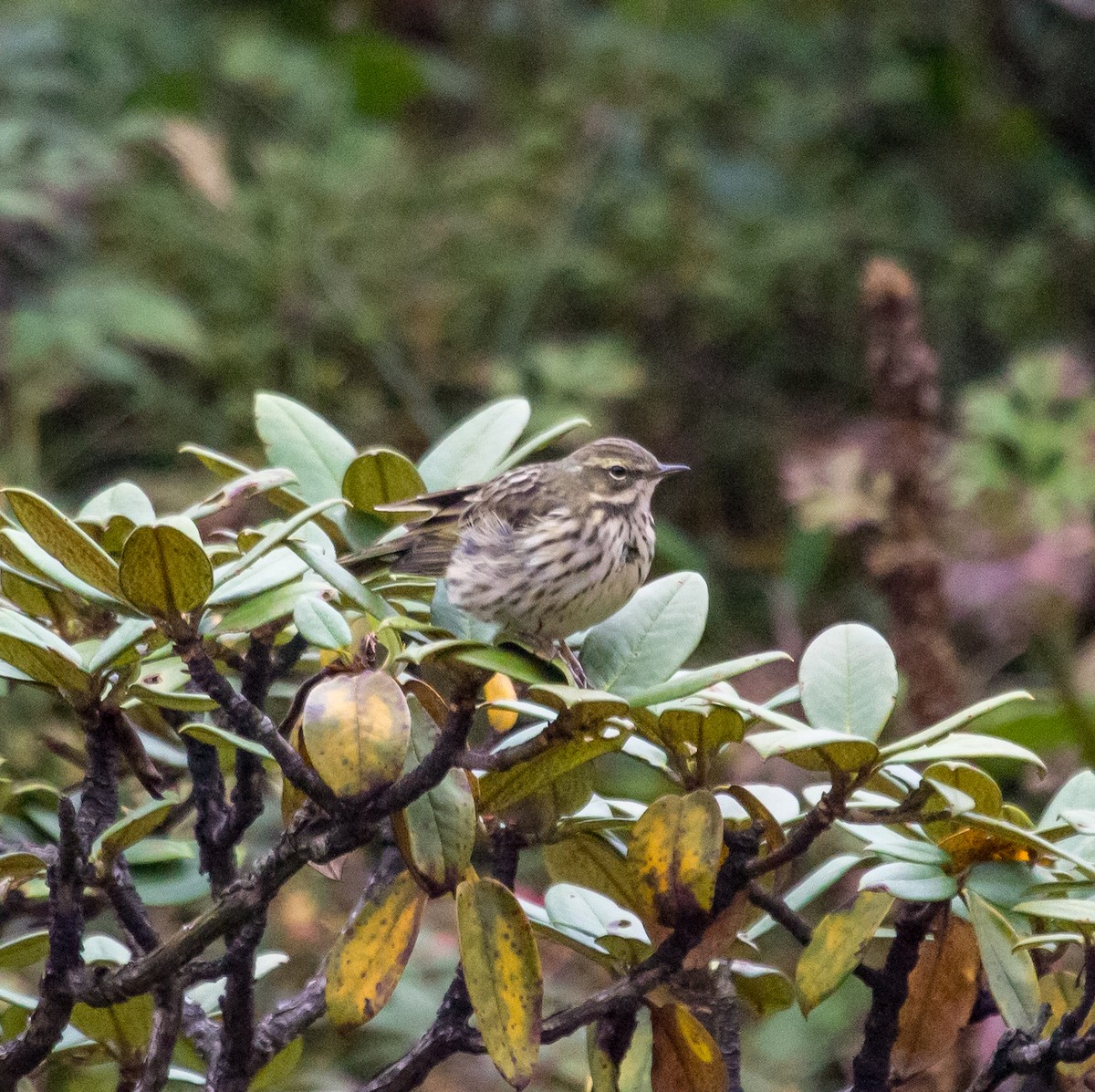 Rosy Pipit - ML610284014