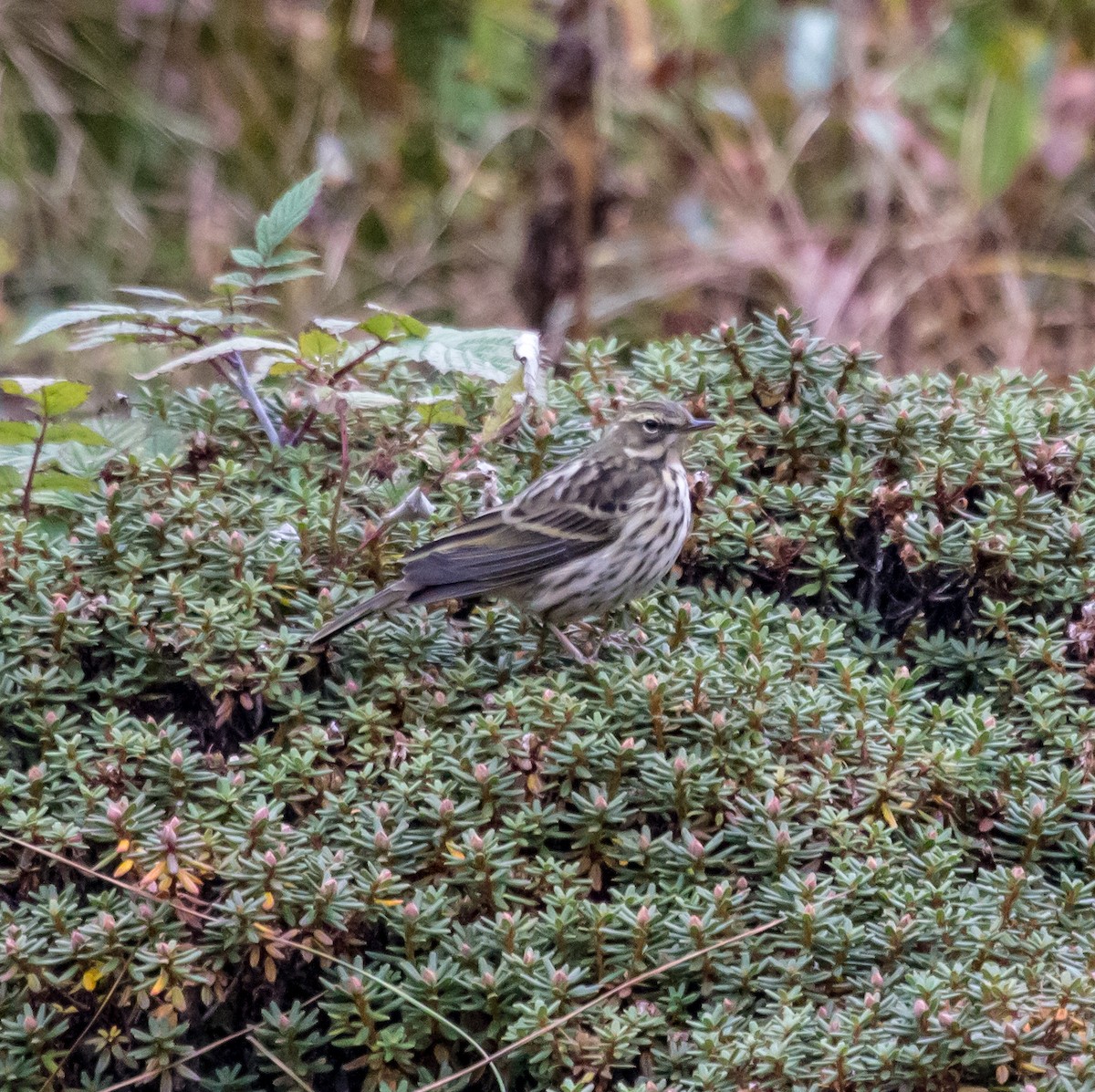 Rosy Pipit - ML610284015