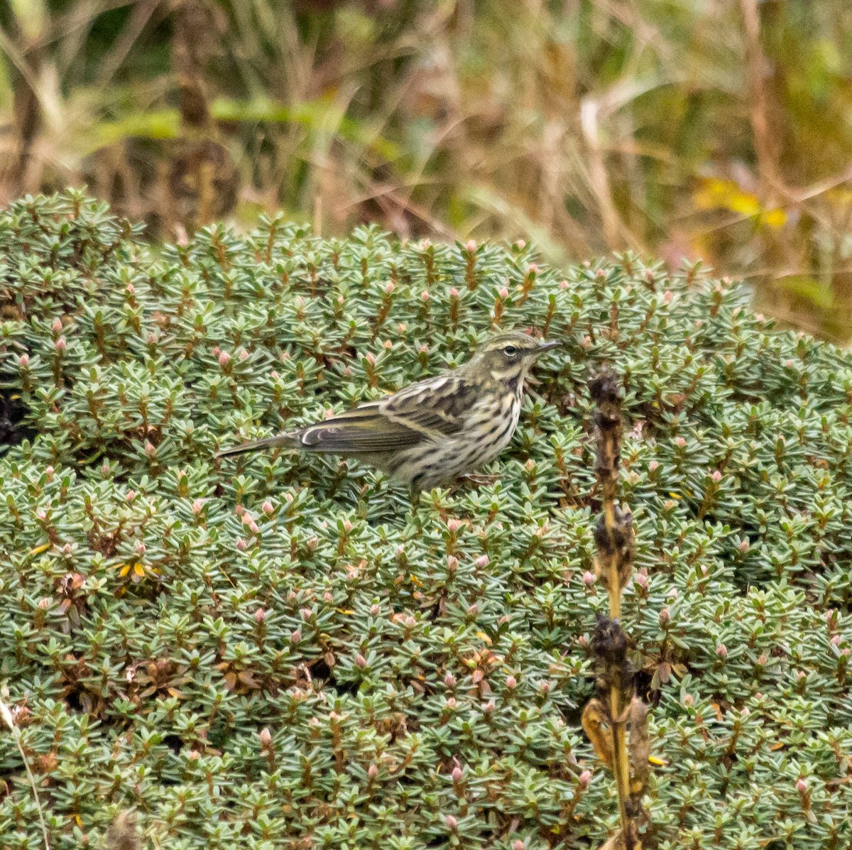 Rosy Pipit - ML610284023