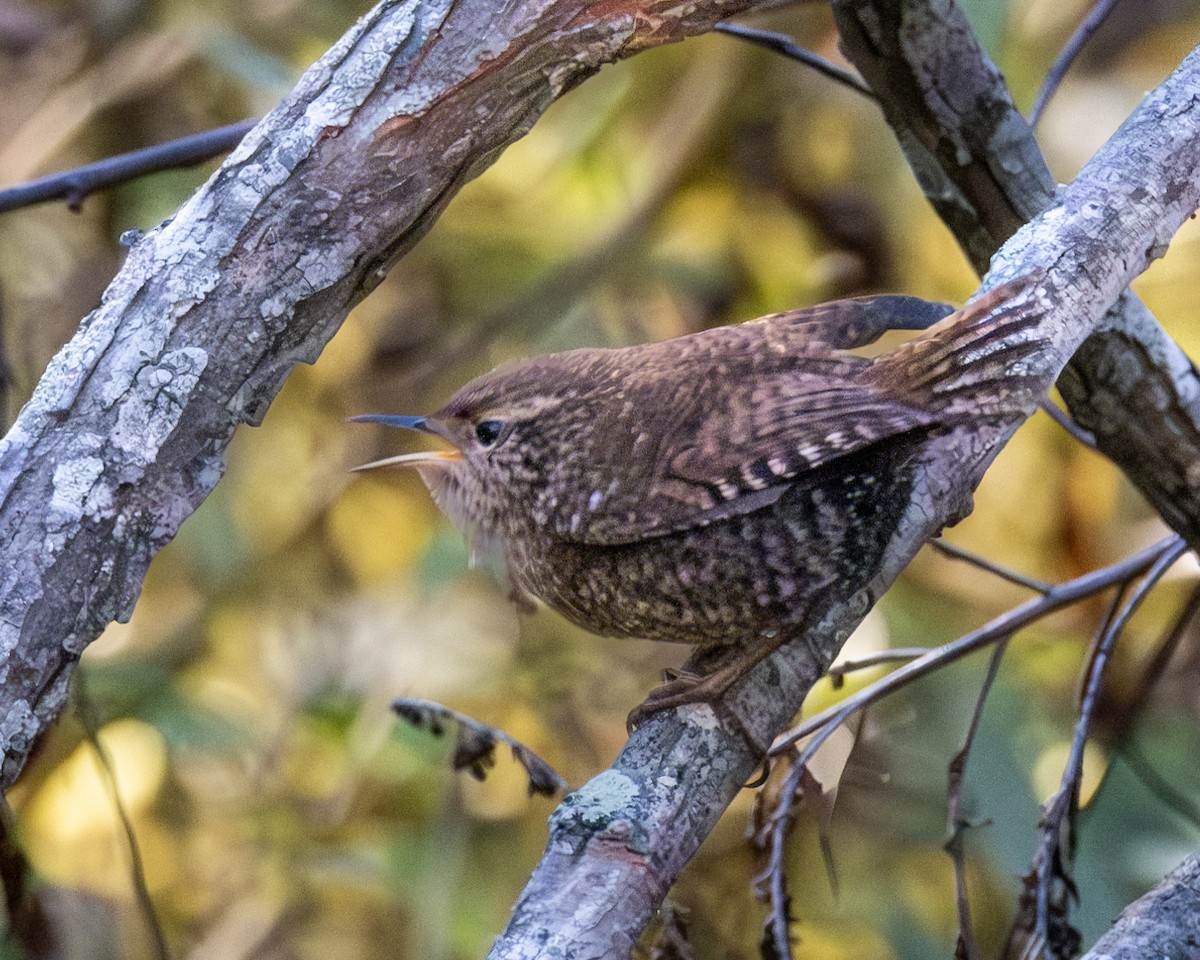 Winter Wren - ML610284045