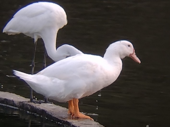 Muscovy Duck (Domestic type) - Lars Mannzen