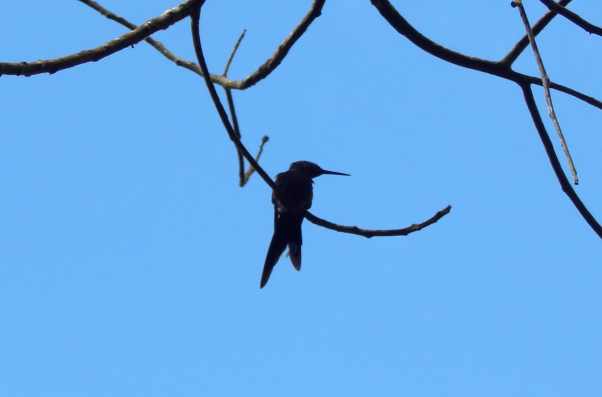 Swallow-tailed Hummingbird - ML610284087