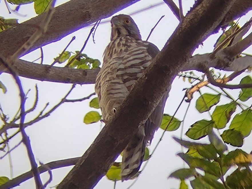 Crested Goshawk - Lars Mannzen