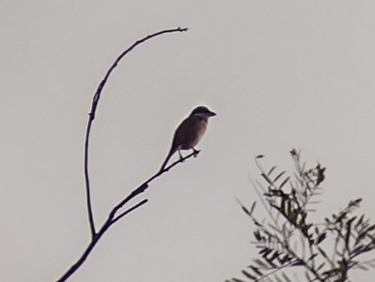 Brown Shrike - Lars Mannzen