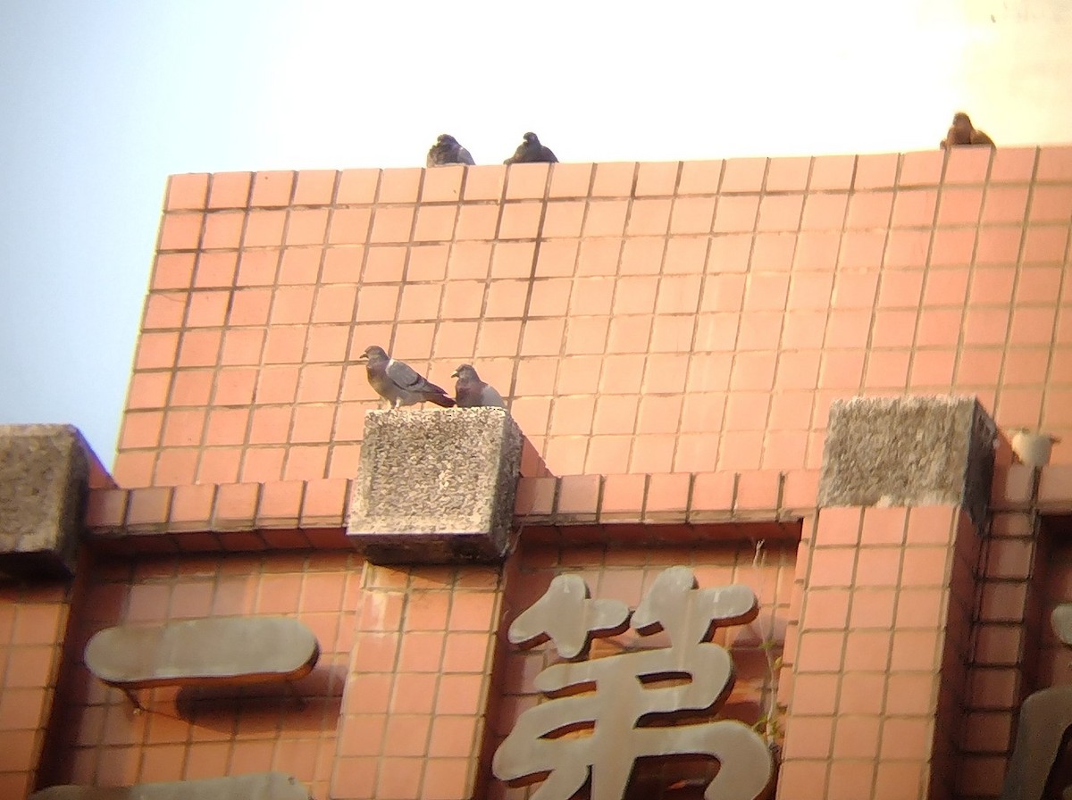 Rock Pigeon (Feral Pigeon) - Lars Mannzen