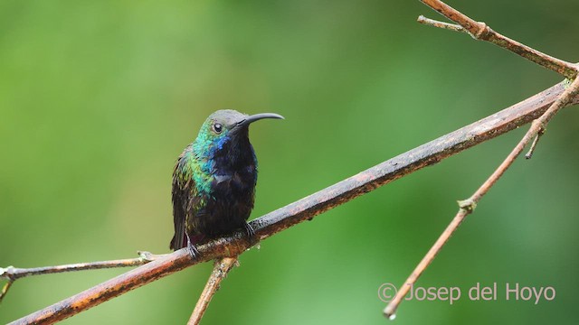 Black-throated Mango - ML610284157