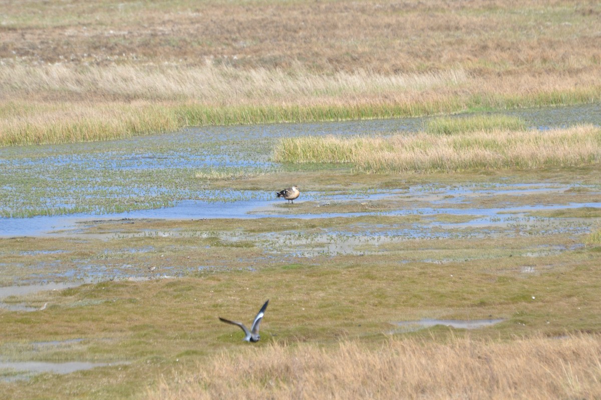 Crested Duck - ML610284178