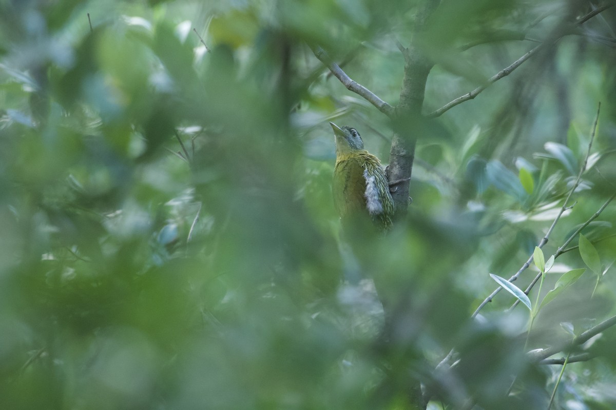 Laced Woodpecker - Nattapon Pornnumpa