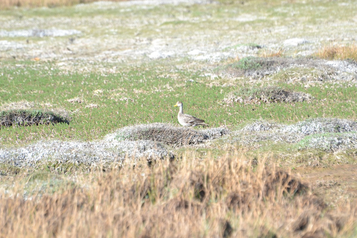 Yellow-billed Pintail - ML610284286