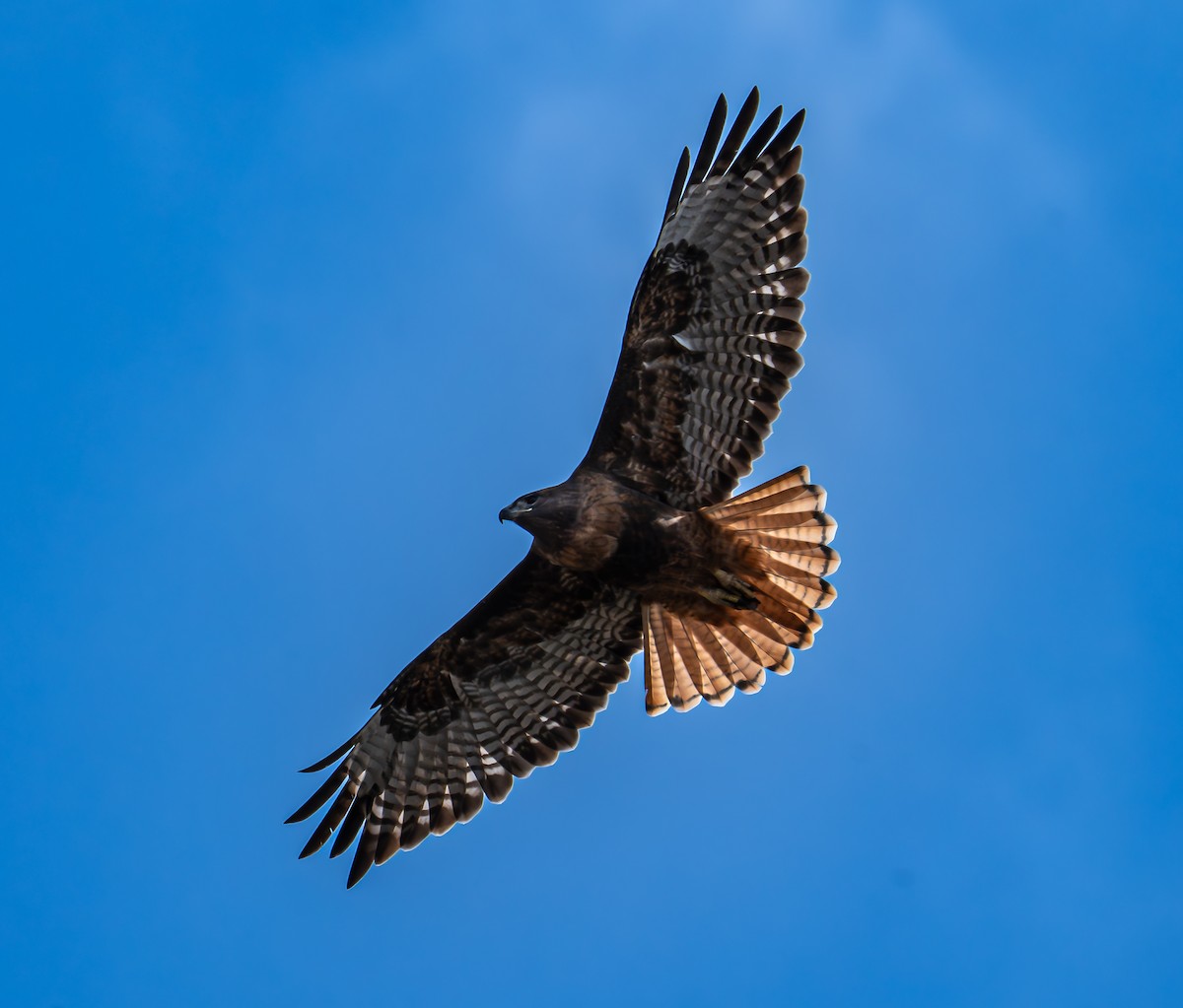 Red-tailed Hawk - ML610284292