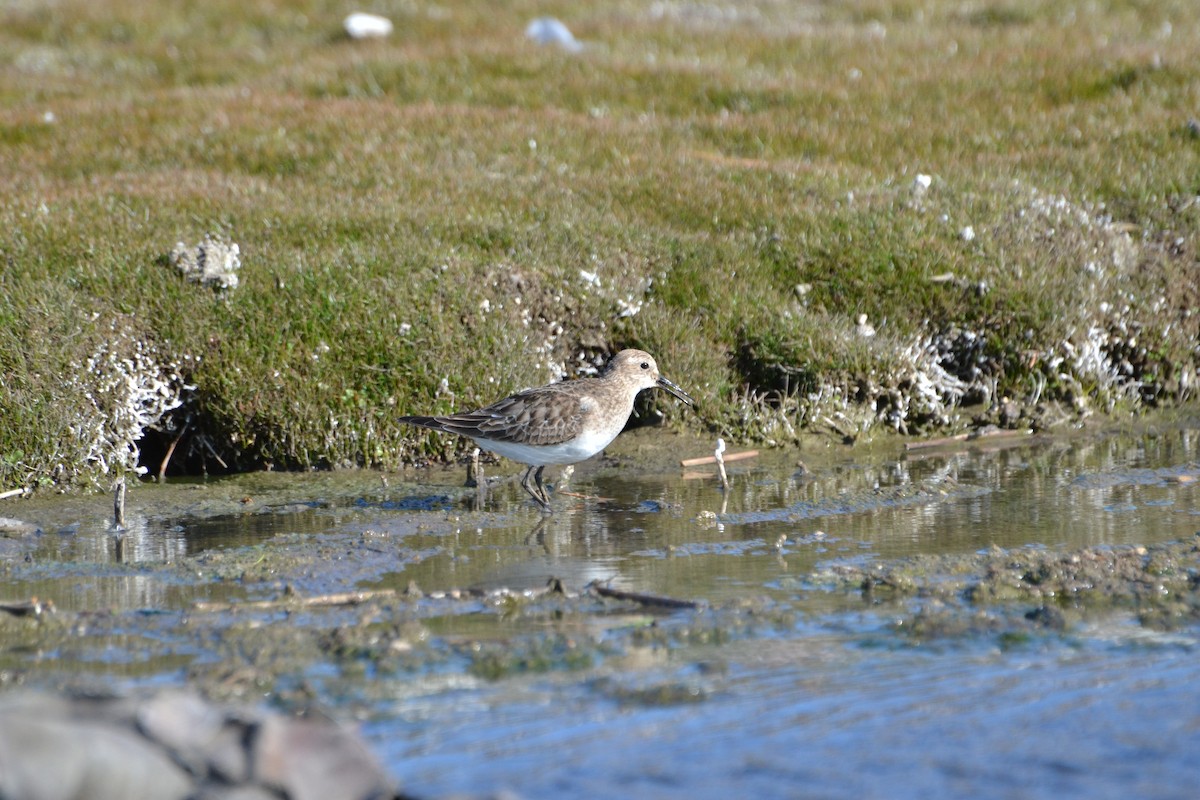 Bairdstrandläufer - ML610284341