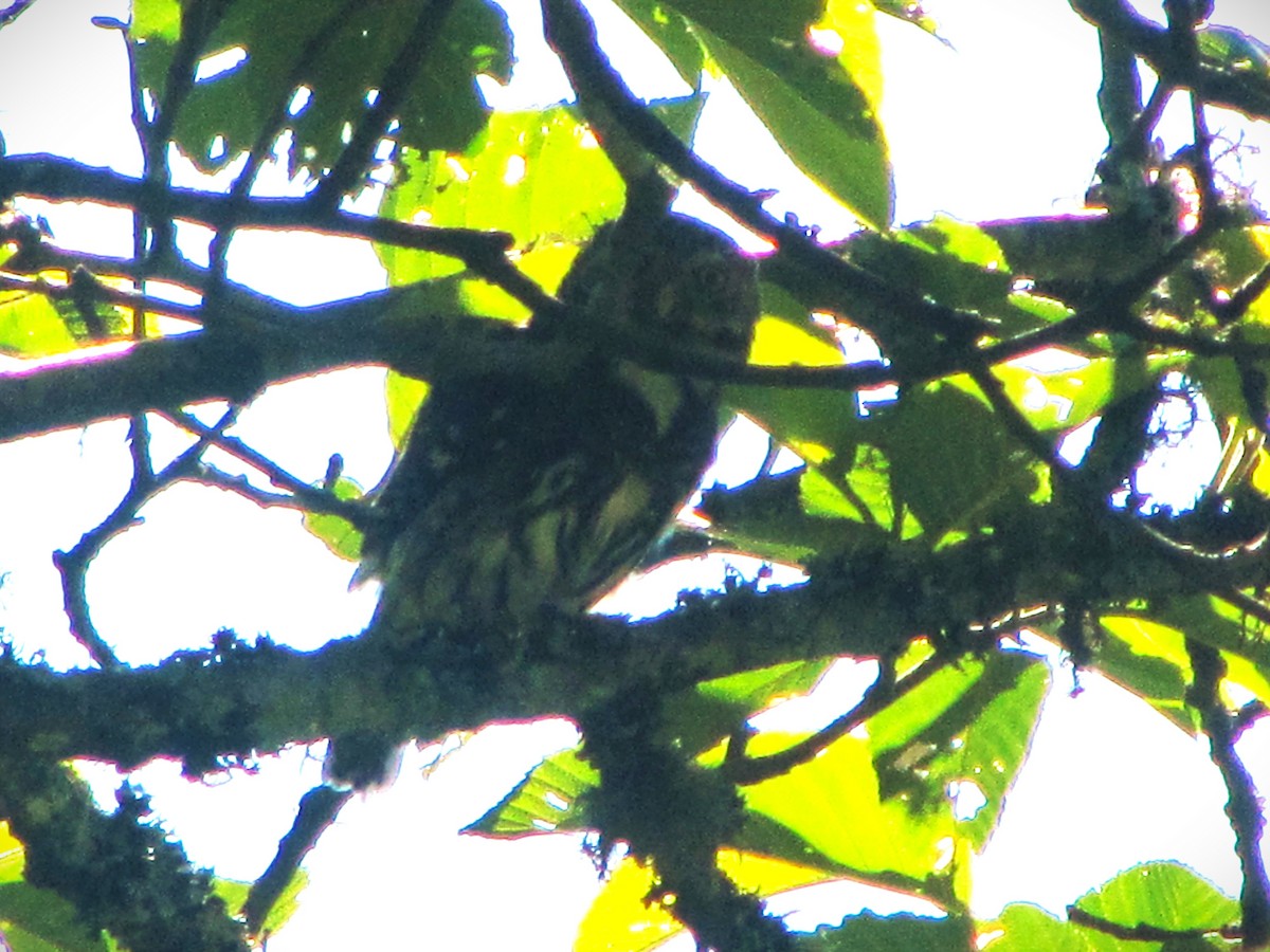 Yungas Pygmy-Owl - ML610284353