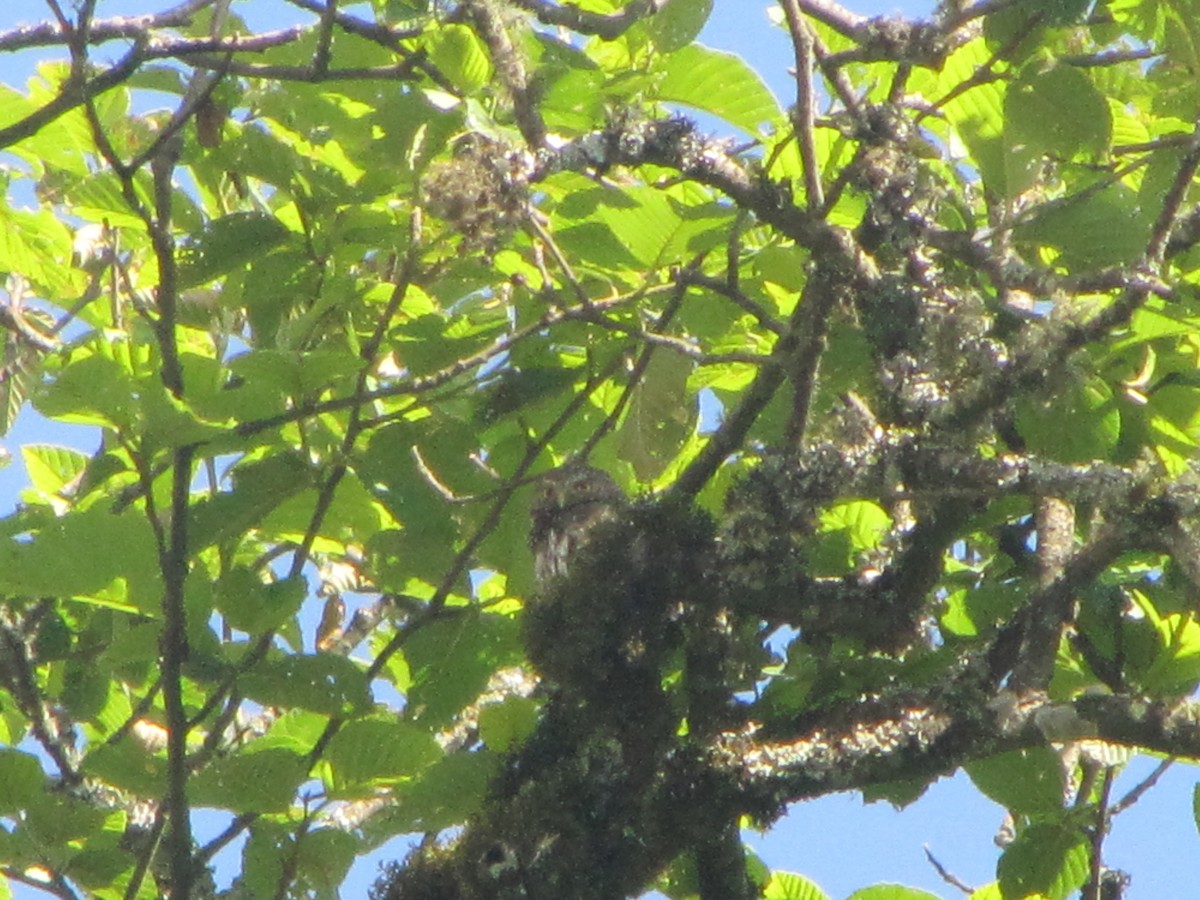 Yungas Pygmy-Owl - ML610284354